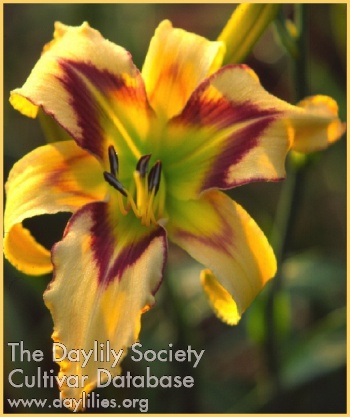 Daylily Greywoods Spirit Hawk